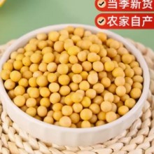 3年东北黄豆500g打豆浆专用非转基因豆子发豆芽专用豆新黄豆