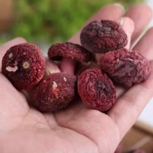 新货福建三明小红菇干货正宗蓝底优选月子红蘑菇香菇菇丁50克
