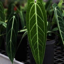 火鹤后花烛 原种进口观叶热植稀有雨林植物室内盆栽浇浇植物