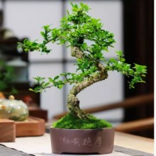 福建茶桌面造型盆景庭院客厅四季常青花卉好养绿植观叶小老桩盆栽