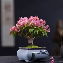 老桩三角梅盆景矮霸三角梅盆栽室内阳台庭院好养活四季开花植物