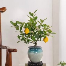 香水柠檬盆栽树苗花卉室内绿植客厅庭院观果植物四季好养净化空气