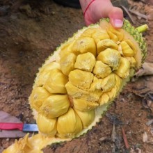 现摘海南榴莲蜜应季热带新鲜水果软糯香甜湿苞巴掌小榴莲整个包邮2斤