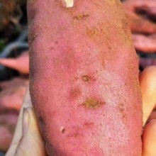 云南高原板栗红薯新鲜地瓜现挖板栗薯糯甜农产品香薯沙地番薯