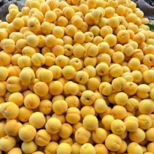 新鲜水果山东蒙阴黄金蜜桃黄桃当季时令黄毛桃顺丰