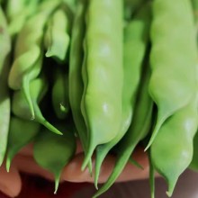 正宗东北油豆角九月青吉林省大宽油豆角现摘新鲜当季嫩蔬菜一点红